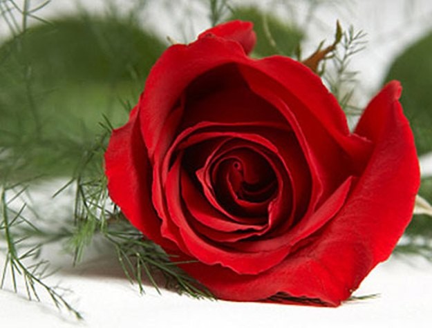 Hoa hồng đỏ luôn là biểu tượng cho một tình yêu thủy chung, son sắt.